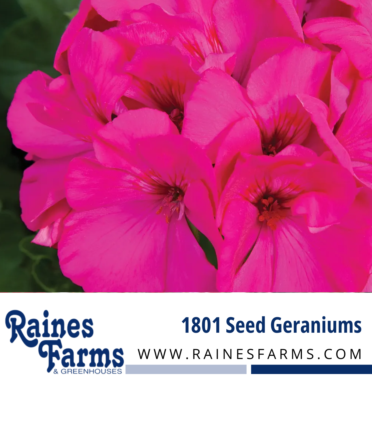 Seed Geranium 1801 - Sold in 18 Count trays